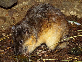 Смотреть фото Златобрюхая бобровая крыса Фото Златобрюхая бобровая крыса