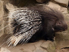 Смотреть фото Южноафриканский дикобраз Фото Южноафриканский дикобраз