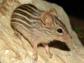 Смотреть фото Полосатая мышь Фото Полосатая мышь