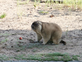 Смотреть фото Байбак Фото Байбак