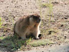 Фото Сурки-переселенцы