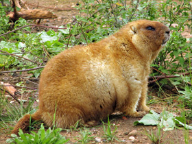 Смотреть фото Байбак: свистун на страже Фото Байбак: свистун на страже