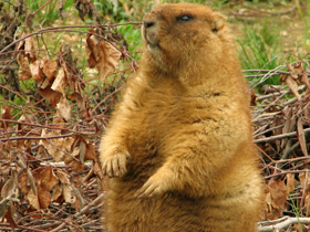 Байбак Байбак