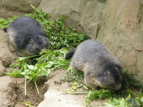 Смотреть фото Альпийский сурок Фото Альпийский сурок