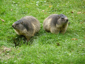 Смотреть фото Альпийский сурок Фото Альпийский сурок