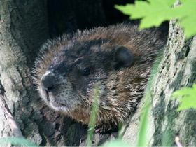 Фото Лесной сурок