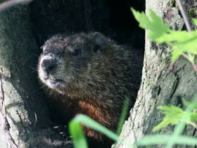 Фото Лесной сурок