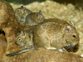 Смотреть фото Дегу Фото Дегу