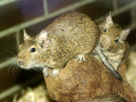 Смотреть фото Дегу Фото Дегу