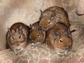 Смотреть фото Дегу Фото Дегу