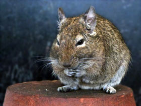 Смотреть фото Дегу Фото Дегу