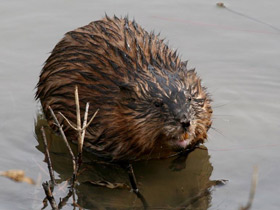 Смотреть фото Ондатра Фото Ондатра