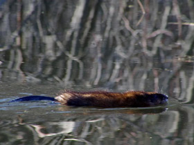 Смотреть фото Ондатра Фото Ондатра