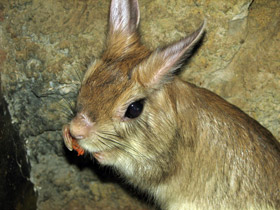 Смотреть фото Капский долгоног Фото Капский долгоног