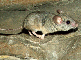 Фото Кактусовый хомячок