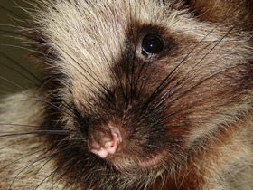 Фото Облачная крыса