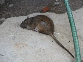 Фото Разноплеменная семья