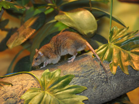 Смотреть фото Сумчатая крыса Фото Сумчатая крыса