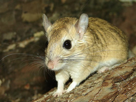 Фото Пушистохвостая песчанка