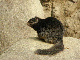 Смотреть фото Каменный суслик Фото Каменный суслик