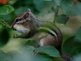 Фото Бурундук