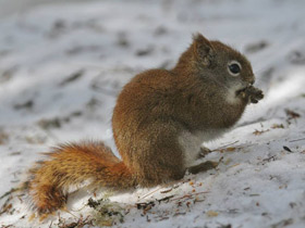 Смотреть фото 10 интересных фактов о белках Фото 10 интересных фактов о белках