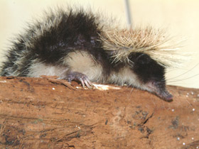 Смотреть фото Удивительные животные Мадагаскара. Часть 1 Фото Удивительные животные Мадагаскара. Часть 1