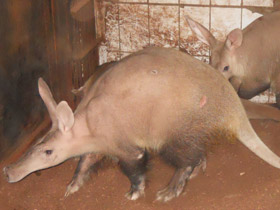 Смотреть фото Трубкозубы Фото Трубкозубы