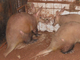 Смотреть фото Трубкозубы Фото Трубкозубы