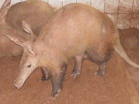 Смотреть фото Трубкозубы Фото Трубкозубы