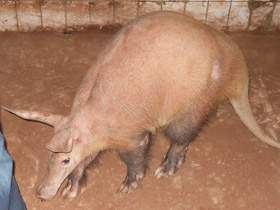 Смотреть фото Трубкозубы Фото Трубкозубы