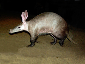 Фото Трубкозуб: насекомоядное копытное