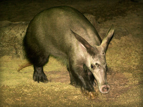 Фото Трубкозуб: насекомоядное копытное