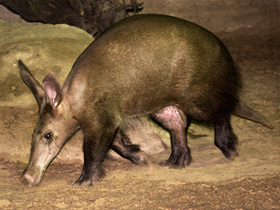 Фото Трубкозуб: насекомоядное копытное