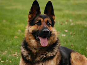 Смотреть фото Пятнистый Фото Пятнистый