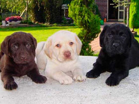 Фото Собаки Дурова