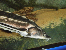 Смотреть фото Русский осётр Фото Русский осётр