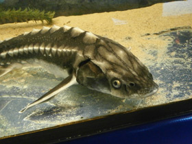 Смотреть фото Почему осетровых рыб называют проходными? Фото Почему осетровых рыб называют проходными?