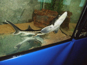 Смотреть фото Русский осётр Фото Русский осётр