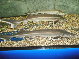 Смотреть фото Стерлядь Фото Стерлядь