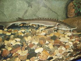 Смотреть фото Амурский осётр Фото Амурский осётр