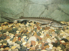 Смотреть фото Амурский осётр Фото Амурский осётр