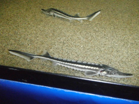 Смотреть фото Севрюга Фото Севрюга