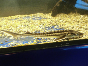 Смотреть фото Европейский осётр Фото Европейский осётр