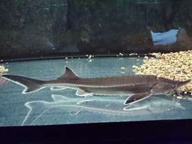 Смотреть фото Бестер Фото Бестер