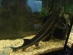 Смотреть фото Бестер Фото Бестер