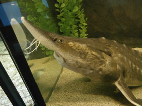 Крылатка-зебра Крылатка-зебра