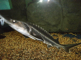 Фото Белуга