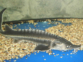 Фото Белуга