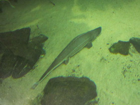 Фото Обыкновенный лопатонос